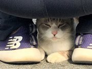 股の下に潜り込み、安心している猫＝大垣市魚屋町