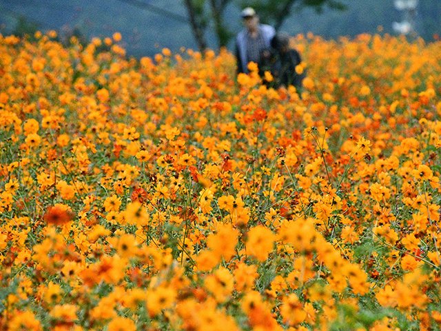 一面に広がるキバナコスモス＝高山市丹生川町久手、ほおのき平スキー場