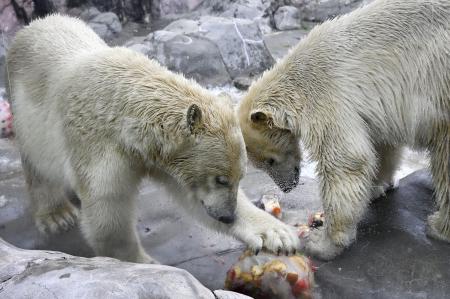 　ホッキョクグマのうみ（左）とそら＝８月、仙台市の八木山動物公園