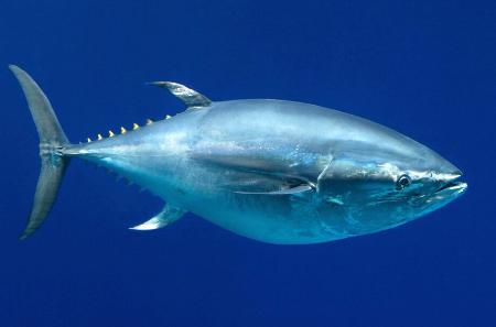 　太平洋クロマグロ（ＩＵＣＮ／モントレーベイ水族館提供）