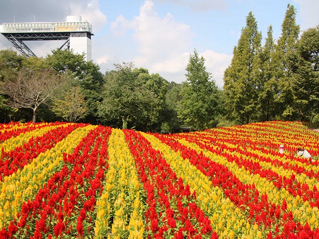 鮮やかに色づいたケイトウ＝１６日午前１０時１４分、可児市瀬田、花フェスタ記念公園