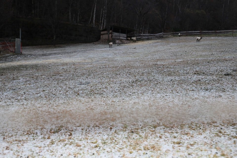 芝生の上にうっすらと積もる雪＝１６日午後、高山市奥飛騨温泉郷平湯、平湯温泉スキー場