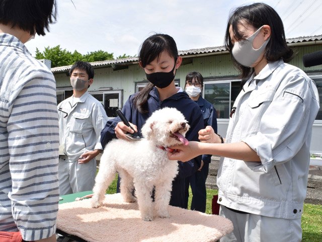 新しい飼い主にブラッシングの仕方を指導する生徒