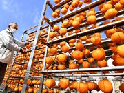 天日に干される大玉の堂上蜂屋柿＝２５日午前１０時８分、美濃加茂市蜂屋町、ＪＡめぐみの蜂屋柿加工場