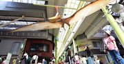 羽を大きく広げるプテラノドン＝岐阜市日ノ出町