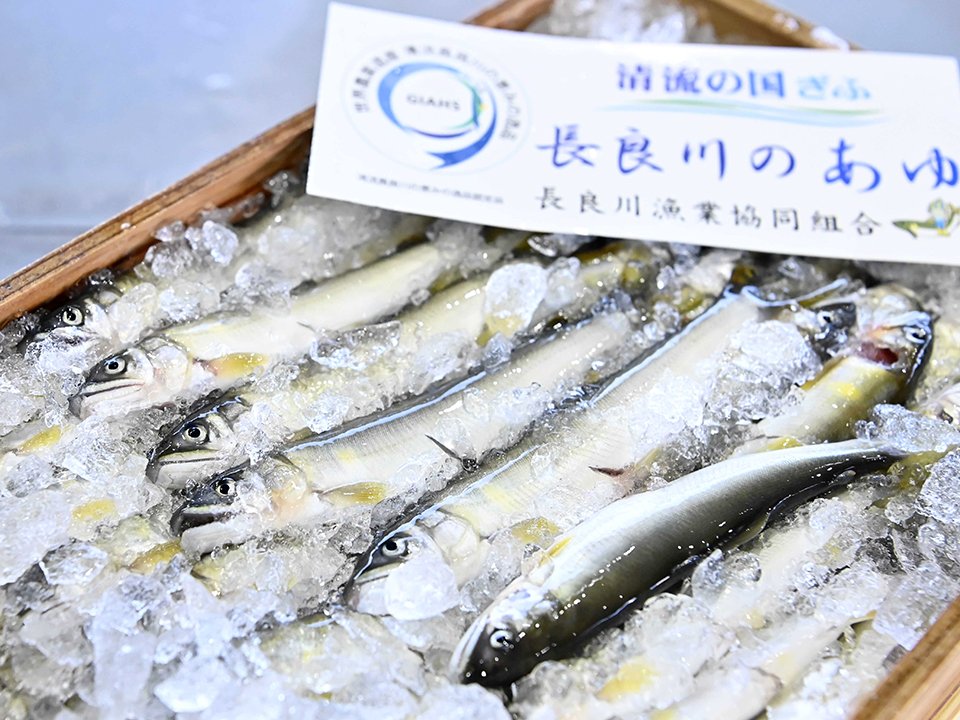 最高値の１キロ４万円で競り落とされた初物の天然鮎＝１１日午前６時１２分、岐阜市茜部新所、市中央卸売市場