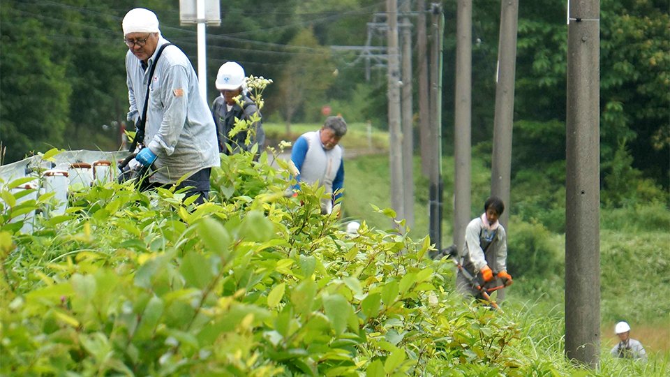 オオハンゴンソウを駆除する会員ら＝高山市荘川町六厩