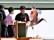 　石川県羽咋市で行われた本州で初めてとなるトキの放鳥で、子どもたちに空へ放たれるトキ＝３１日午後