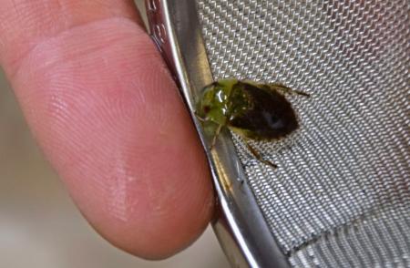 　福岡県などが保護に取り組んでいる水生昆虫「コバンムシ」