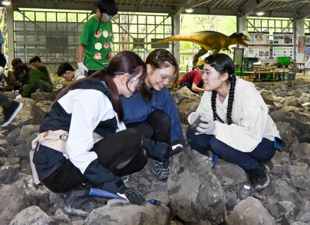 　化石の発掘体験をする福井県立大恐竜学部の学生＝１７日午後、福井県大野市