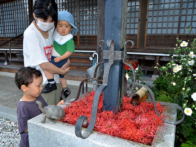 ヒガンバナの「花手水」に見入る親子＝美濃市上河和、霊泉寺