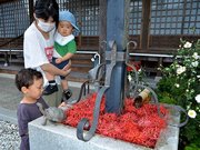 ヒガンバナの「花手水」に見入る親子＝美濃市上河和、霊泉寺