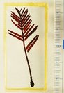 土岐市で採集された約１０００万年前のメタセコイアの枝化石（大阪市立自然史博物館所蔵）