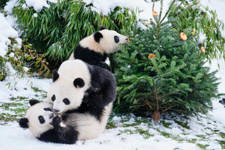 　ベルリンの動物園で遊ぶ子パンダ＝５日（ＡＰ＝共同）