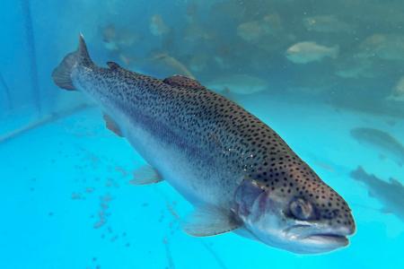 　愛媛県西条市で陸上養殖されたサーモン＝１０月