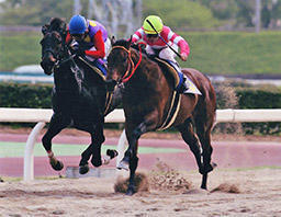 05年オグリキャップ記念を、岡部誠騎手で優勝したミツアキサイレンス（右）。ＮＡＲグランプリ2000の「３歳最優秀馬」（笠松競馬提供）