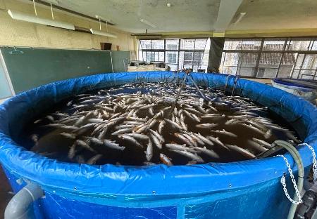 　熊本地震の影響で全滅したトラウトサーモン＝７月２９日、熊本県八代市（躍翔提供）
