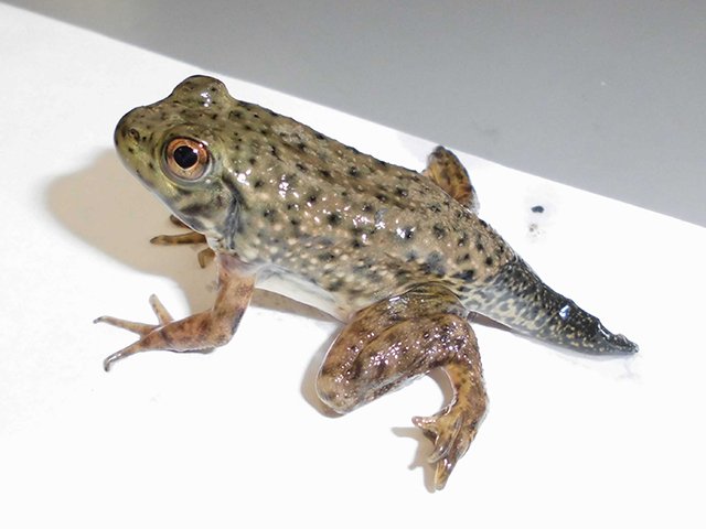 校内で見つかった尻尾のあるカエル＝美濃加茂市加茂野町今泉、加茂野小学校