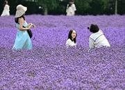 　見頃を迎え、丘一面が鮮やかな紫色に染まったラベンダー畑で写真撮影を楽しむ人たち＝１３日、北海道中富良野町