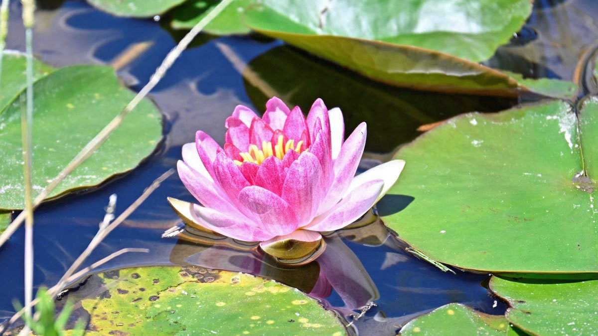 見頃を迎えたスイレンの花＝関市池尻、円福寺