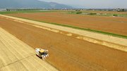コンバインで収穫される小麦＝３０日午前、海津市海津町金廻（本社小型無人機より）