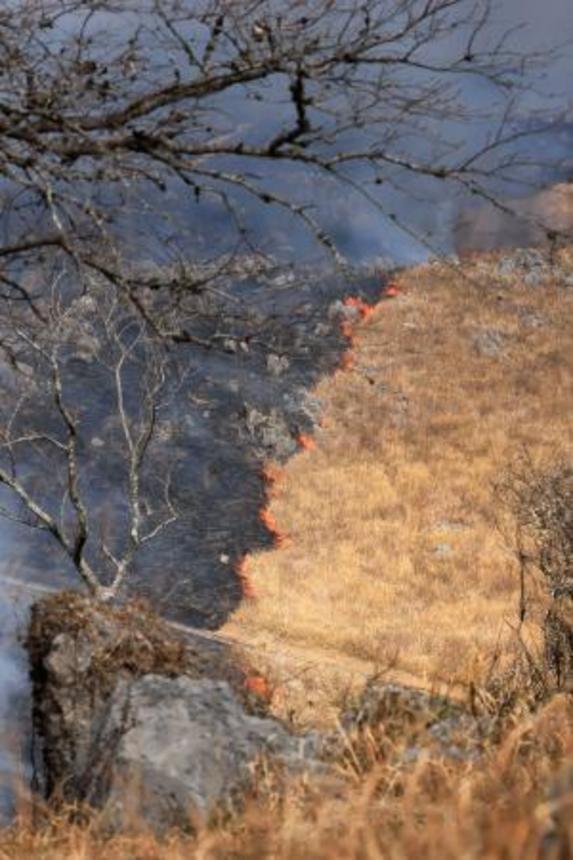 　山口県美祢市の秋吉台国定公園で行われた山焼き＝１４日午前
