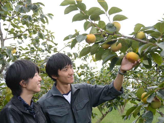 初の収穫を迎える太秋の生育状況を確認する太田匡隆販売部長（右）と小藪果寿総務部長＝本巣市郡府