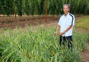 　サッポロビールが開発した新品種の大麦が植えられた畑＝７月、北海道上富良野町