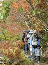赤い実を付けたナナカマドが覆う木道を歩く参加者ら＝飛騨市河合町天生、天生湿原