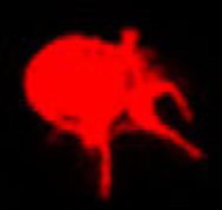 　赤い色を付けたリンパ球系の樹状細胞の顕微鏡画像（東京科学大提供）