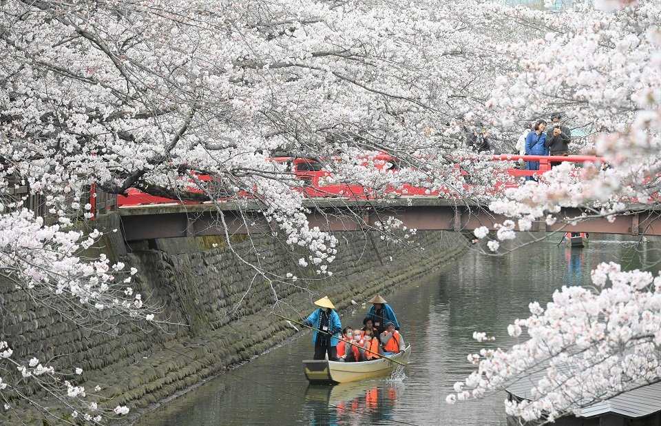 水門川の舟下りが始まり、満開の桜の下で遊覧を楽しむ観光客＝大垣市船町