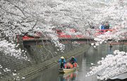 水門川の舟下りが始まり、満開の桜の下で遊覧を楽しむ観光客＝大垣市船町