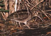 　アマミヤマシギ（環境省提供）