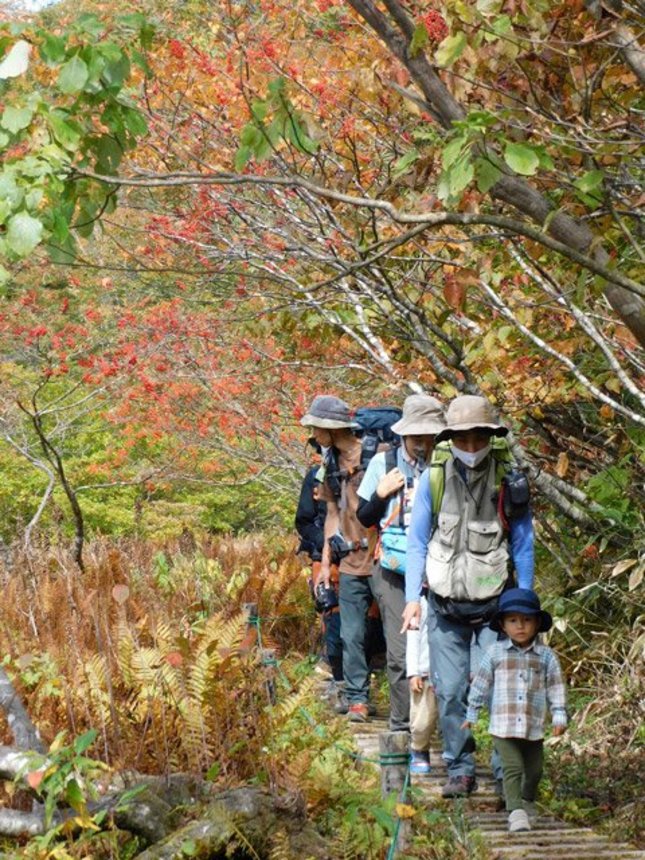 赤い実を付けたナナカマドが覆う木道を歩く参加者ら＝飛騨市河合町天生、天生湿原
