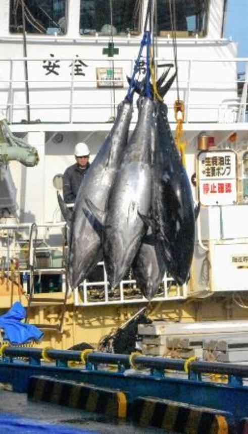 　鳥取県の境港に水揚げされるクロマグロ