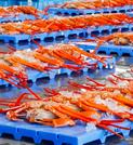 　初競りのため、新湊漁協の卸売市場に並べられたベニズワイガニ＝１１日午前、富山県射水市