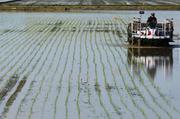 　田植えをする農家＝５月、新潟県三条市