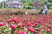 春のバラが見頃を迎えた園内＝１０日午前１１時５４分、可児市瀬田、ぎふワールド・ローズガーデン