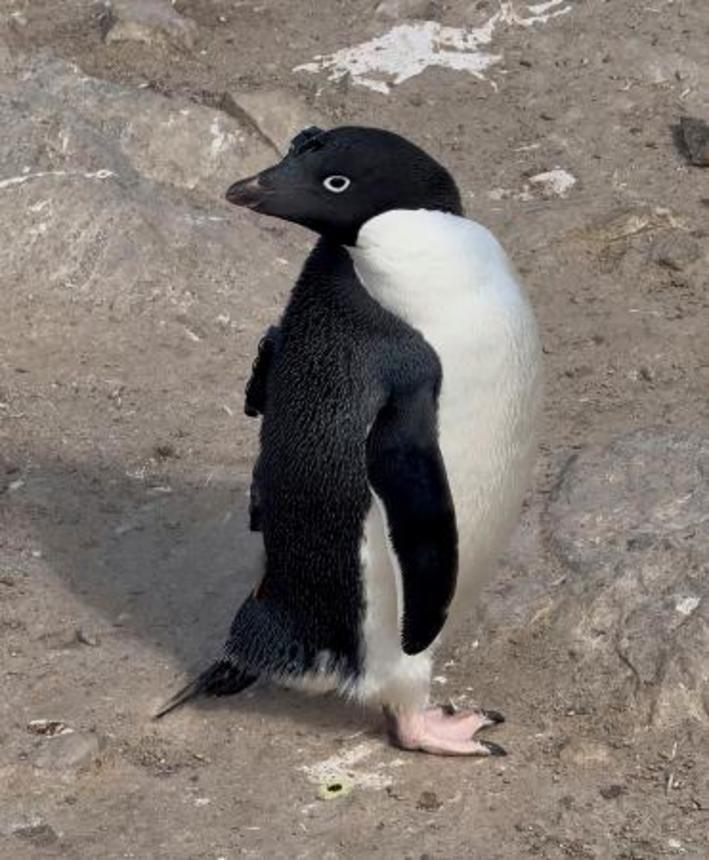 　背中にビデオカメラなどを装着したアデリーペンギン＝２０２５年１月、南極・デュモン・デュルビル基地周辺（国立極地研究所提供）