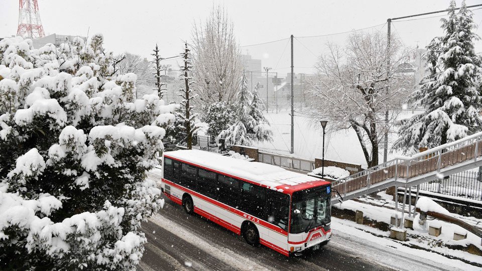 降り続いた雪で、岐阜市内は木々などが白く染まった＝８日午前８時５７分、岐阜市明徳町