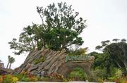 　パークの象徴「ジャングリアツリー」。ガジュマルやデイゴが植え込まれている＝６日午後、沖縄県今帰仁村