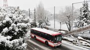 降り続いた雪で、岐阜市内は木々などが白く染まった＝８日午前８時５７分、岐阜市明徳町