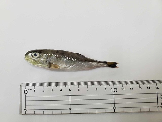 混入していたフグ（愛知県提供）