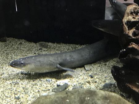 　ニホンウナギ（世界自然保護基金ジャパン提供）