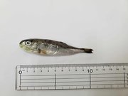 混入していたフグ（愛知県提供）