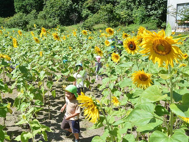 ヒマワリ畑を走り回る園児たち＝関市中之保