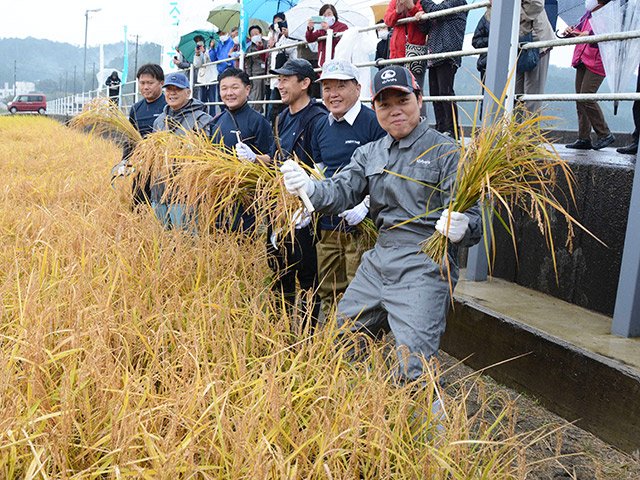 自ら田植えをした「みやま産コシヒカリ」の稲を刈り取った三山ひろしさん（右端）ら＝山県市岩佐