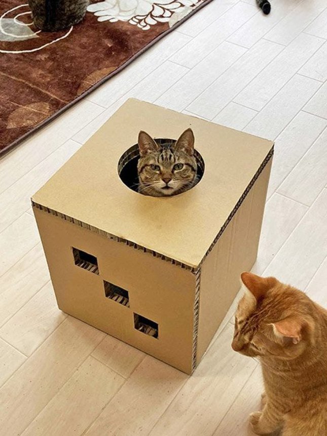 商品化を目指す「穴があったら入りたい」に入って遊ぶ猫（ゴシンボク提供）
