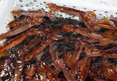 　いけすで泳ぐスルメイカ＝２５年６月、北海道函館市