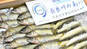 解禁で入荷した長良川産の天然鮎＝１２日午前５時５１分、岐阜市茜部新所、市中央卸売市場